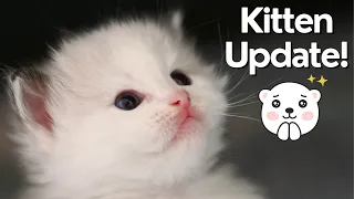 Ragdoll Kittens 4 Week Old 🐱 So Cute!