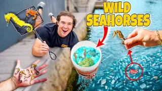 Netting WILD SEAHORSES For Saltwater Aquarium! (Tons of Baby Sea Horses!)