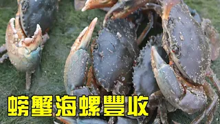 Xiao Yu went out to catch the sea in the middle of the night and caught the crabs while they were s