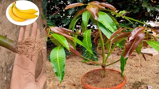 How to grow mango quickly and successfully with banana in a water bottle 100%