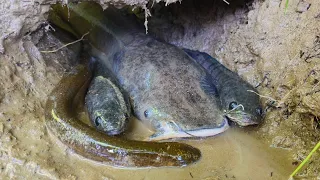 Menangkap ikan lele besar dalam lubang, ikan hias, ikan koi, belut, ikan louhan, ikan cupang