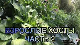 Взрослые хосты в моём саду. Часть 2