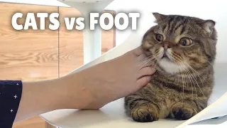 Cats vs Foot | Kittisaurus