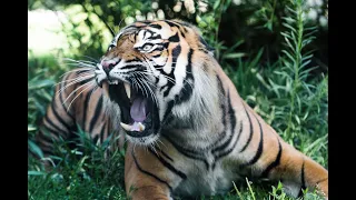 Angry Animals - Top 20 Incredible Safari Moments Caught on Camera 1080p