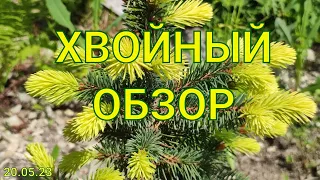 Редкие и видовые хвойные нашего сада