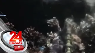 3 suspek na ilegal na nagbebenta ng iba’t ibang uri ng corals, arestado | 24 Oras