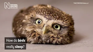 How do birds really sleep? | Natural History Museum