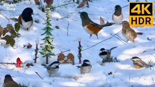 Christmas Cat TV 🎄😺 Beautiful birds, squirrels, a white Christmas 🐦 8 Hours(4K HDR)