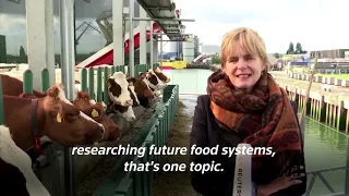 Cows try out Rotterdam's unusual "Floating Farm"