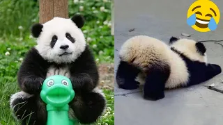 💗Aww - Funny And Cute Panda Compilation 💗 Aww Pets Video 2020