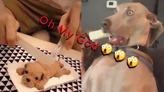 Dog Reaction to Cutting Cake | Funny Dog Cake Reaction Compilation 2021 | PETS TV #03