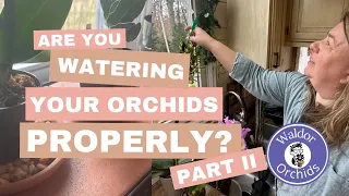Part II Are You Watering Your Orchids Properly?