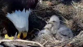 Trempealeau Eagles. Mrs T serves a good lunch to TE1 & TE2 – 04-15-2024