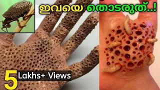 ലോകത്തിലെ ഏറ്റവും അപകടകാരികളായ പ്രാണികൾ | Most Dangerous Insects in the World | Fun&Facts Malayalam