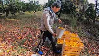 Сбор мандаринов в Абхазии. Работаю на частника. Какая зарплата?