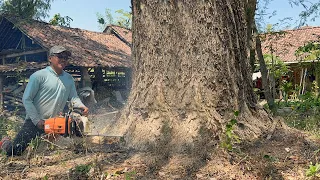 The house is at risk !! Cut down 2 trembesi trees near the house, Stihl ms881.