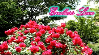 Endless Love (Lionel Richie & Diana Ross) - Panflute(팬플룻) Cover