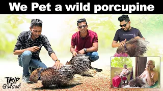 Is it safe to pet a porcupine ? 😱 | well tamed porcupines in Sri Lanka