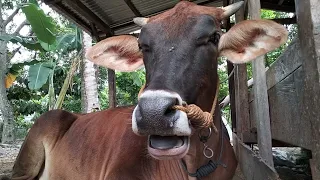 The female cow is lying relaxed in the pen