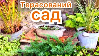 МІЙ САД на схилі. 🧡 Терасований. Ландшафтний дизайн.