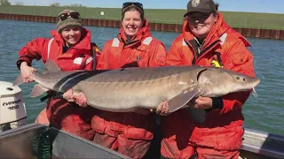 A Lake Erie comeback story: Lake sturgeon stockings show promise for return of prehistoric fish