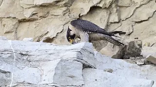 A Day in the Life at the Peregrine Falcon Nest