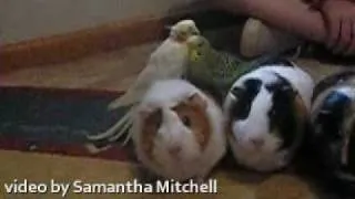 Birds Riding Guinea Pigs