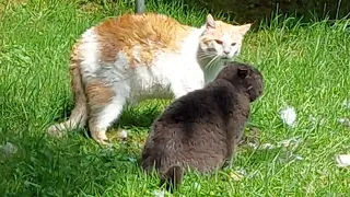 Сильвер подрался с котом / Cat fight with cat