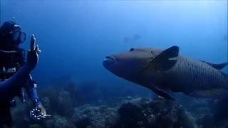 scuba dive raja ampat Misool - Dive site : Magic Mountain