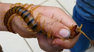 Holding 17CM GIANT VENOMOUS CENTIPEDE... BAREHANDED! Australia's Largest Centipede