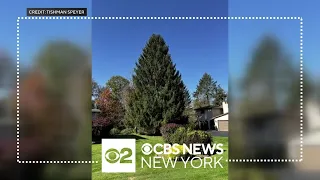 Rockefeller Center Christmas tree to come from Vestal, N.Y.