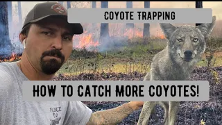 Coyote Trapping - How to Catch More Coyotes in the Spring!
