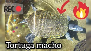 Nuevo tortugo para el estanque.🌵🙂🐢