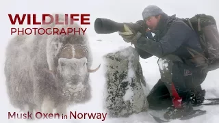 Wildlife Photography - Musk Oxen part 2 | Behind the scenes with wildlife photographer Morten Hilmer