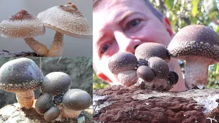 How to grow mushrooms in the country. Shiitake mushroom!