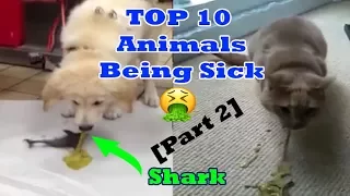 Top 10 Animals Being Sick Part 2 (Animals Throwing Up - Turtles Cats Dog snake Puking)