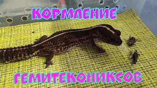 Кормление гемитекониксов|Feeding semitechnical