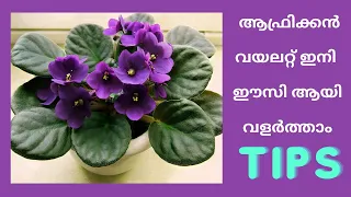 Grow African Violet flower easily, ആഫ്രിക്കൻ വയലറ്റ്, Care and Propagation