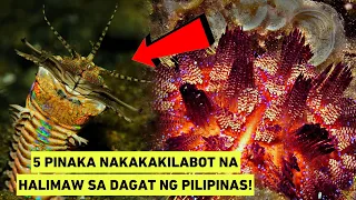 5 PINAKA NAKAKAKILABOT NA HALIMAW SA DAGAT NG PILIPINAS! | WOWMAZING STORIES