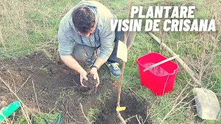 Cum se planteaza un VIȘIN de CRISANA!