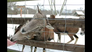 Wildpark Leipzig || 21.01.2023 || @Its.Sarah.99