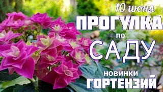 Обзор сада 10 июня. Цветение ГОРТЕНЗИЙ новинок. Советы по уходу и выращиванию .