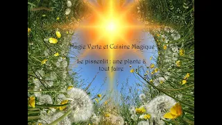 Magie verte - Cuisine Magique : Le Pissenlit, la plante à tout faire