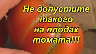 Томаты трескаться не будут- простые правила! Как легко избежать растрескивания плодов помидора.