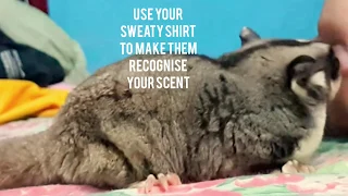 Bonding Tips for Your Sugarglider