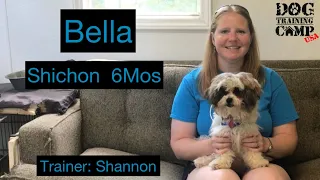 Bella’s Video - Shichon