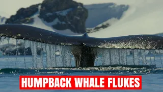 WHALE FLUKE - 12 Epic Scenes - HUMPBACK Whale Flukes 🐋