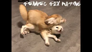 Fennec Fox Breeding Pair Mating