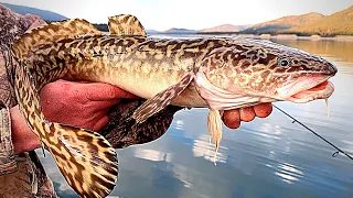 Burbot Catch & Cook!!! Van Life Fishing