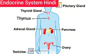 Endocrine System Hindi | Endocrine System Anatomy and Physiology | Structure | Function | Location